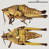 CollectionObject 1585910; 40b6943d-0c5d-440b-b954-c22807706b06: female (morphotype 1), lateral and dorsal view (up and down, respectively). (CollectionObject).