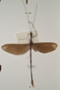 CollectionObject 1558797; cb2dc274-79e3-40d5-9637-7bb0504b9e25: copyright OUMNH. male of Necroscia phaetusa (holotype). (CollectionObject).