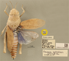 CollectionObject 1586769; 61911e05-94a9-48a8-b750-6ce0d7d4f83e, NHMUK1979-148: female, dorsal view, labels (paratype). (CollectionObject).