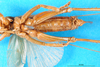 CollectionObject 1500146; 20d8e835-761e-445a-bf67-9b8cb7fbf6ad: female, ventral view (holotype). (CollectionObject).