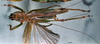 CollectionObject 1532849; 7d5bb87b-59a9-44f8-a8c6-f10f00559889: male, dorsal view (lectotype). (CollectionObject).