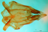 CollectionObject 1567477; 127f8291-efb9-4931-9e40-039aa375ca27: phallic complex, dorsal view (paratype). (CollectionObject).