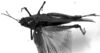 CollectionObject 1506351; 419726e3-1054-410d-ba93-5f614ec6a4b5: Image Carbonell, C.S. female, dorsal view (syntype). (CollectionObject).
