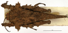CollectionObject 1575685; ed70f5ef-568c-4d92-a2d1-57a2bfe4ce46: male, dorsal view. (CollectionObject).