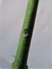 Oecanthus texensis Symes & Collins, 2013: oviposition hole on unspecified stem. (Otu).