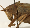 female pronotum, lateral view (holotype of Tettigonia viridis cantatrix). Depicts CollectionObject 1529794; ff8fb20d-27dd-4c67-a282-c979c6700442, a CollectionObject.