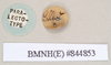 CollectionObject 1562029; eca50ffd-5ecd-4700-bb73-81f80c633884: copyright Natural History Museum, London. female, data labels of Necroscia sipylus (paralectotype). (CollectionObject).