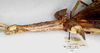 CollectionObject 1556987; fcd6beb2-272c-460b-bc29-aad79c2419e3: copyright NMW, Vienna. female: head and thorax, lateral view of Vetilia wuelfingi (syntype). (CollectionObject).
