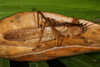 FieldOccurrence 3708; c29efbb8-8b85-4d31-abc5-926c819fb670; Reserva Surucuá, 2017/03/11: (FieldOccurrence).