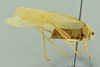 CollectionObject 1532286; d0f38850-8453-4c4c-86a0-c13d0e7a10e3: male habitus, lateral view (holotype). (CollectionObject).