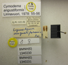 CollectionObject 1595319; 6d808163-d4fa-41f3-98af-cc1afd93cb4a: Cymodema angustiformis. Paratype. (BMNH) - (CC BY-NC 4.0) Photo by Stuart Cole, reproduced with permission from the Natural History Museum, London, UK. (CollectionObject).