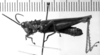 CollectionObject 1574949; e1a5a59d-cc17-4910-9b4a-7a28fcd565a2: male, lateral view. (CollectionObject).