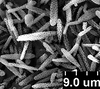 Brochosomes: !! display not done !! on Oncometopia (Oncometopia) orbona (Fabricius, 1798): OM240 | U.S.A., Missouri, Charleston | 7/3/1918 | H. R. Painter | INHS. (Observation).