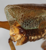CollectionObject 1531381; NMW 2596, 4704480c-c2eb-45dd-b30a-d2ed8fa76552: male abdomen tip (holotype). (CollectionObject).