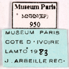 CollectionObject 1587401; MNHN(SF IMPORT DUPLICATE) MNHN-EP-EP950, 83db111e-ef36-4630-8117-b4feef3e8528: CC BY-NC-ND 4.0/MNHN - Depraetere Marion - 2014. Non type, sex unknown. Specimen number: MNHN-EP-EP950. http://coldb.mnhn.fr/catalognumber/mnhn/ep/ep950. (CollectionObject).