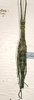 CollectionObject 1558434; 9a19570b-704d-44af-808b-40ae65ccc95c: copyright SMTD, Dresden. female of Dimorphodes carinatus (syntype). (CollectionObject).