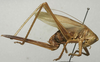 CollectionObject 1567298; 1d0f687f-8852-4cfe-afc1-3884599ce7c8: female, lateral view (paralectotype). (CollectionObject).