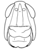Aleuas albinae Carbonell, 2008: Fig. 20. female head, frontal view. (Otu).