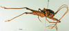 CollectionObject 1500221; 8c2279db-ab8c-46e5-ac86-e29dabe99948: lateral view (syntype). (CollectionObject).