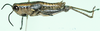Paracardenius schoutedeni Bolívar, 1912: male, lateral view. (Otu).