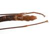 CollectionObject 1560332; 3a1d105e-fb10-4cfb-aca8-b88d161294c1: copyright MNHU, Berlin. male: end of abdomen, dorsal view (holotype). (CollectionObject).