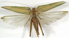 CollectionObject 1529781; 66931fa1-2cb6-499b-820f-e8f28854dfad: male, dorsal view (holotype). (CollectionObject).
