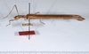 CollectionObject 1559056; d2450f87-5c5a-4c86-8ec3-1d90845548af: copyright ANSP. female, lateral view (holotype). (CollectionObject).