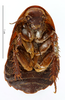 CollectionObject 1587291; MNHN(SF IMPORT DUPLICATE) MNHN-EP-EP1249, aacf2029-1310-4638-a18c-dfade9924351: CC BY-NC-ND 4.0/MNHN - Depraetere Marion - 2014. Syntype, female, of peruvianus Bolívar, 1881. Specimen number: MNHN-EP-EP1249. http://coldb.mnhn.fr/catalognumber/mnhn/ep/ep1249. (CollectionObject).