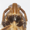Head: !! display not done !! on Pissonotus muiri Metcalf, 1943: (Observation).