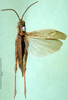CollectionObject 1502427; f278ccac-aa62-4342-893b-db7c15909feb: male, dorsal view (paratype of Chorthippus miramae). (CollectionObject).