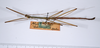 CollectionObject 1563202; 9b4fe62c-bd59-4887-9f2d-a4ac47e3441d: copyright ANSP. male, dorsal view (paratype). (CollectionObject).