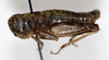 CollectionObject 1588491; 4ded3a74-1c88-4b56-834a-6fbdea1fa60b: female, lateral view (paratype). (CollectionObject).