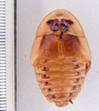 Hemiblabera pabulator Rehn & Hebard, 1927: Photo taken by Heidi Hopkins. (Otu).