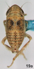 Habitus, dorsal view on Bretega furciverpa Stiller, 2017: Habitus, female, dorsal view. (Observation).