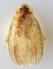 CollectionObject 1569229; 01761267-84e9-40c8-85dd-18ca0fb8876d: Photo by Heidi Hopkins. Holotype, adult male, dorsal habitus. (CollectionObject).