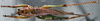 CollectionObject 1532848; b7348b81-d669-4f69-ab3d-4705a83334e4: female, dorsal view (paralectotype). (CollectionObject).