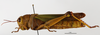 CollectionObject 1588721; 2df1c74e-f197-4dda-a1da-e363465944b0: female, lateral view. (CollectionObject).