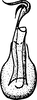 Aedeagus, ventral view: !! display not done !! on Pendarus (Pendarus) uhleri (Van Duzee, 1892): Aedeagus, distal view. (Observation).