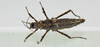 CollectionObject 1563906; 1b1cd753-00b7-4c49-806f-6577518aec60: Copyright Instituto de Ciencias Naturales (ICN). female, dorsal view (holotype). (CollectionObject).