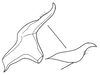 Stylus on Bahita amapana Linnavuori & DeLong, 1978: Bahita amapana, stylus, ventrally. (Observation).