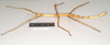 CollectionObject 1558653; NHMUK(SF IMPORT DUPLICATE) 845051', b637fcc0-4cf3-443b-84e6-220da1705735: copyright Natural History Museum, London. female, lateral view (paralectotype). (CollectionObject).