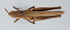 CollectionObject 2856578; CNCI 981366, 300931a5-63f9-44ef-a5a1-96f69312c4b0: Phlaeoba infumata. Dorsal view. (CollectionObject).