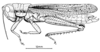 Zygoclistron trachystictum Rehn, 1905: Fig. 47. male habitus. (Otu).