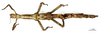 CollectionObject 1557850; dd433b6c-65b8-466c-83ad-dbb302d7129b: copyright MNHN, Paris. female nymph (holotype). (CollectionObject).