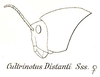 Transvaaliana distanti (Saussure, 1892): Fig. 9. female head and pronotum, lateral view. (Otu).