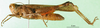 CollectionObject 1501342; 0f6a92ab-b56e-4542-af56-67e2f6735ef7, MfN 5546: female, lateral view (syntype of Gymnobothrus flavolineata). (CollectionObject).