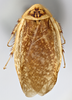 CollectionObject 1569181; 4f307fc8-143b-4dc9-8b44-5f6cc2bf56c6: Photo by Heidi Hopkins. Holotype, adult male, dorsal habitus. (CollectionObject).