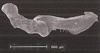 Stylus: !! display not done !! on Curtara (Curtara) concava DeLong & Freytag, 1976: Male: style, lateral view. (Observation).