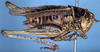 CollectionObject 1600407; f23f4acb-e9e5-4100-990c-8c016e1e9238: male, lateral view (paratype). (CollectionObject).