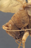 CollectionObject 1505865; 9ff75089-e742-49cc-9b8d-0733275352be: female pronotum, lateral view (holotype). (CollectionObject).
